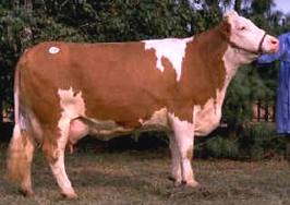 Podolica: Sagra di Carne e Formaggi di Razza Bovina Km 0