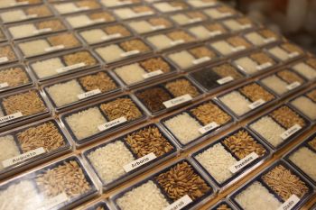 Rice   I Sapori del Riso Italiano