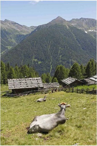 Le Settimane dell' Agnello in Val d' Ultimo