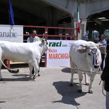 Festival della Carne di Razza Bovina Marchigiana