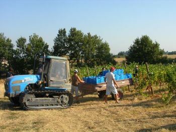 I Profumi della Vendemmia