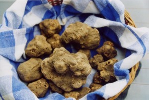 Alla ricerca dei tartufi Sabato 16 e domenica 17 agosto