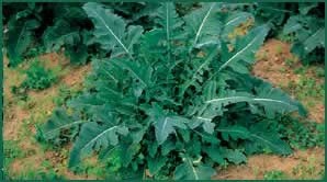 Aspettando il Broccolo Fiolaro