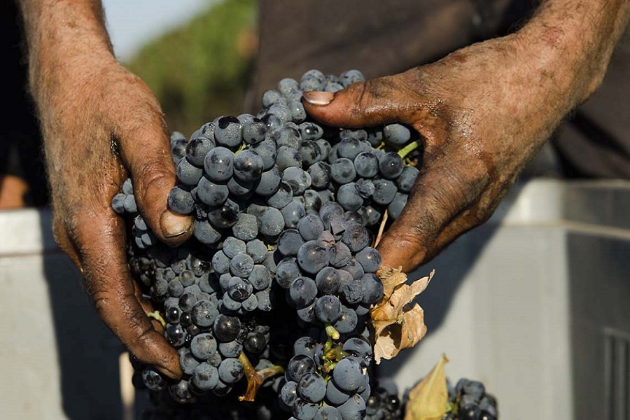 Vendemmia 2017 Primitivo di Manduria: ottima annata