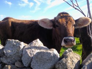 Monolatte, in Puglia prima degustazione verticale di formaggio