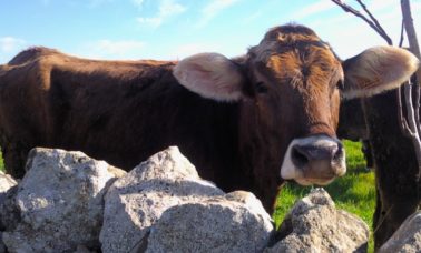 Monolatte, in Puglia prima degustazione verticale di formaggio