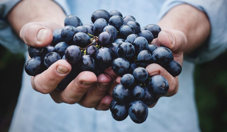 Serena Wines, storia di tradizione e passione della rinomata azienda vinicola