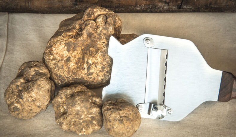 Tartufo Bianchetto: un tesoro nascosto nei boschi delle Marche
